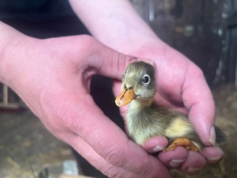 Küken wird in Händen gehalten - Immanuel Therapiezentrum Röthof Küken wird in Händen gehalten - Immanuel Therapiezentrum Röthof